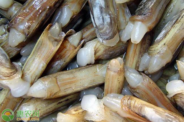 蛏子养殖技术有哪些？-图片版权归惠农网所有