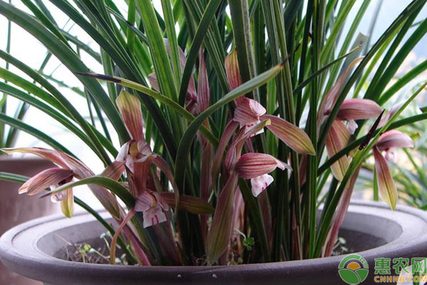 兰花养护要如何管理？分享老花农实用的兰花养护经验-图片版权归惠农网所有
