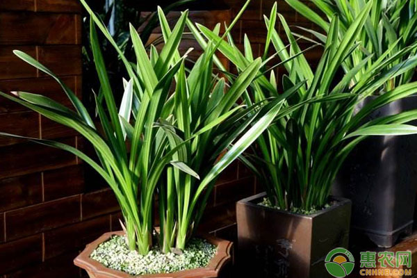 兰花养护要如何管理？分享老花农实用的兰花养护经验-图片版权归惠农网所有