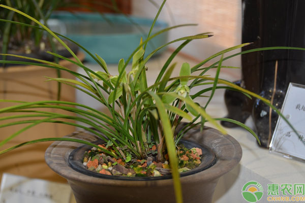 兰花养护要如何管理？分享老花农实用的兰花养护经验-图片版权归惠农网所有