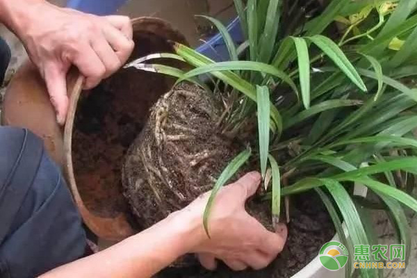 兰花怎么种植？-图片版权归惠农网所有