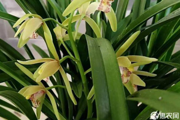 兰花怎么种植？-图片版权归惠农网所有