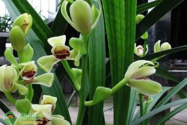 兰花用什么土栽培最好？兰花怎么换土？-图片版权归惠农网所有
