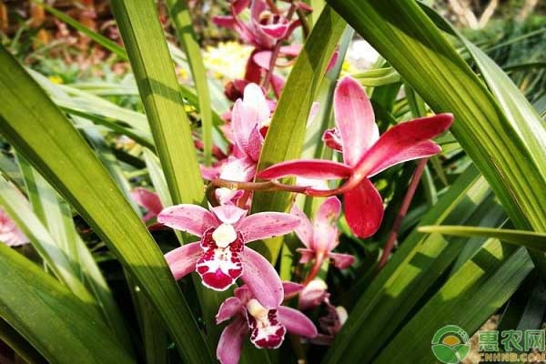 兰花用什么土栽培最好？兰花怎么换土？-图片版权归惠农网所有