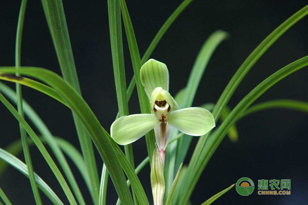 兰花的栽培与管理技巧-图片版权归惠农网所有