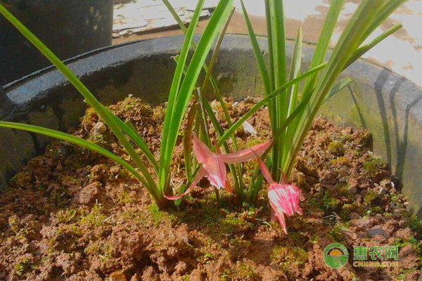 兰花的栽培与管理技巧-图片版权归惠农网所有