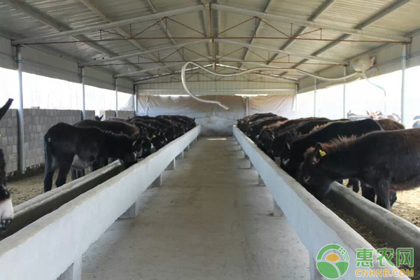 肉驴的饲养管理技术具体介绍-图片版权归惠农网所有