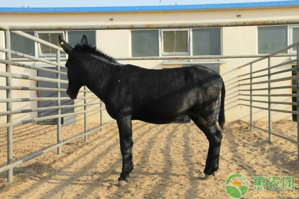 肉驴的饲养管理技术具体介绍-图片版权归惠农网所有