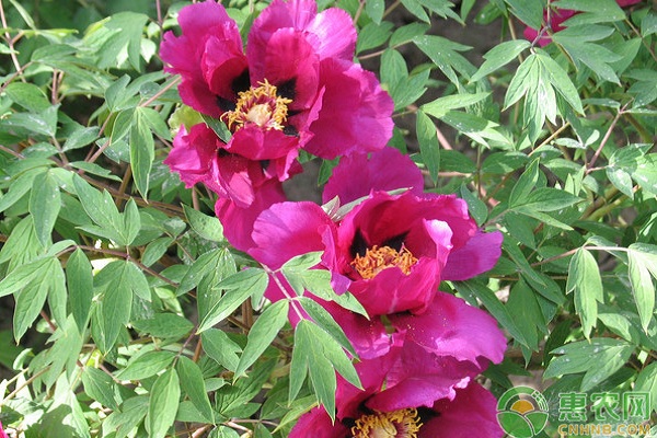 牡丹有哪些繁殖方式？牡丹繁殖嫁接技术要点-图片版权归惠农网所有