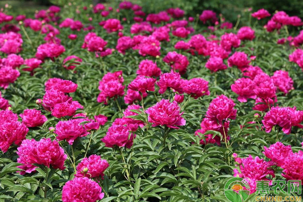 牡丹有哪些繁殖方式？牡丹繁殖嫁接技术要点-图片版权归惠农网所有