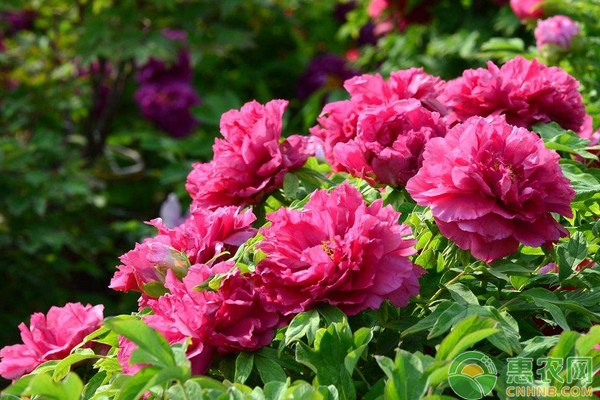 牡丹有哪些繁殖方式？牡丹繁殖嫁接技术要点-图片版权归惠农网所有