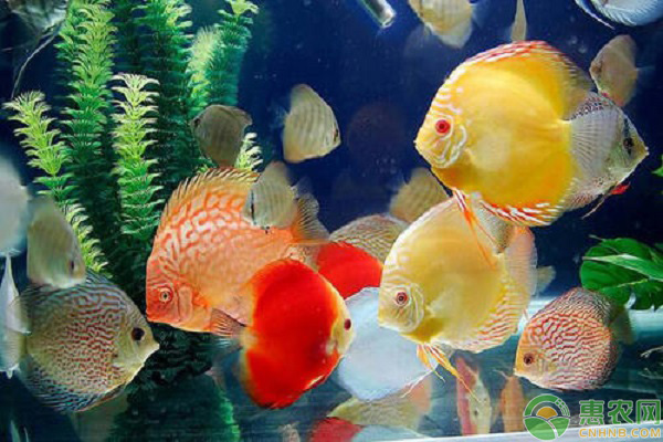 七彩鸽子的养殖方法-图片版权归惠农网所有