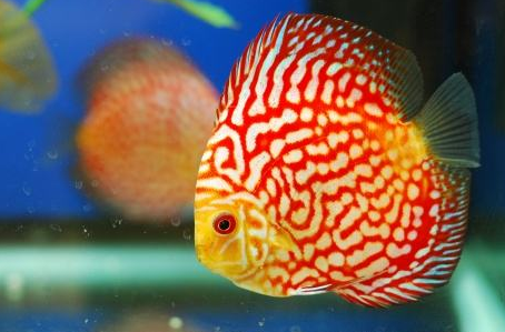 七彩神仙小鱼成长缓慢问题-图片版权归惠农网所有