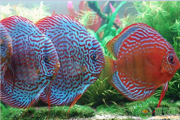 七彩神仙鱼万宝路好养吗？要注意什么？-图片版权归惠农网所有