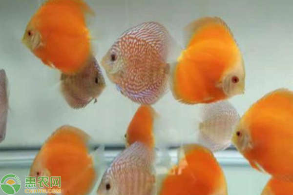 七彩神仙鱼该如何正确的饲养？-图片版权归惠农网所有