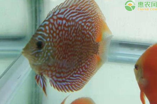 七彩神仙鱼该如何正确的饲养？-图片版权归惠农网所有