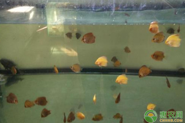 七彩神仙鱼该如何正确的饲养？-图片版权归惠农网所有