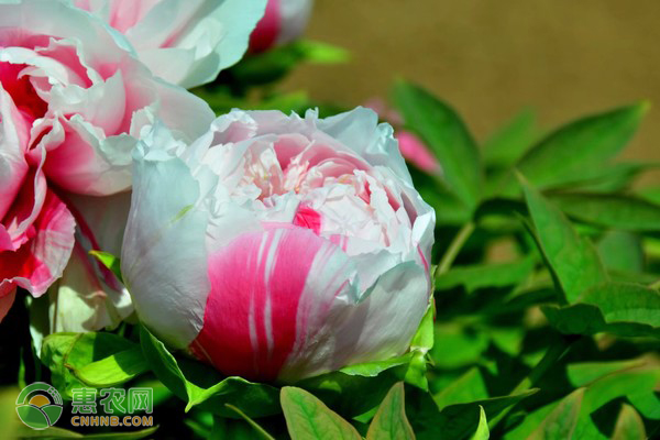 矮牡丹的养殖方法及养护技巧-图片版权归惠农网所有