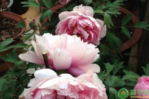 牡丹什么时候移栽最好？牡丹最佳种植时间-图片版权归惠农网所有