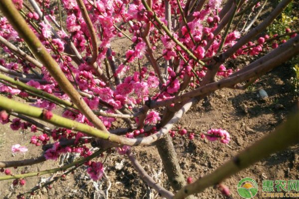 梅花怎么种植？-图片版权归惠农网所有