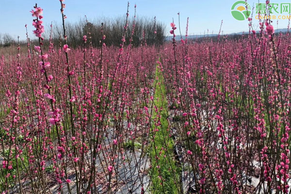 梅花怎么种植？-图片版权归惠农网所有