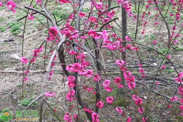 梅花怎么种植？-图片版权归惠农网所有