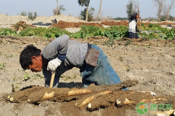 山药的种植时间及田间管理要点-图片版权归惠农网所有