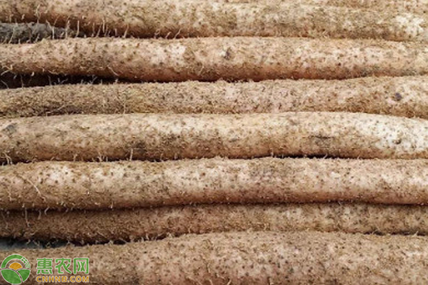 山药是几月份种植的？怎么种植？-图片版权归惠农网所有