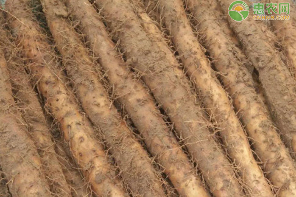 山药是几月份种植的？怎么种植？-图片版权归惠农网所有