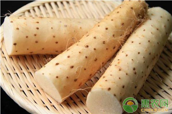 山药如何种植才能实现高产？山药高产种植管理技术要点-图片版权归惠农网所有