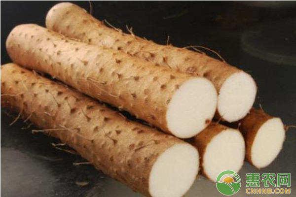 山药如何种植才能实现高产？山药高产种植管理技术要点-图片版权归惠农网所有