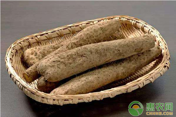 山药如何种植才能实现高产？山药高产种植管理技术要点-图片版权归惠农网所有