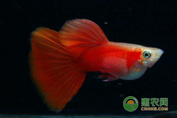 鱼粮可以自己做吗?宠物鱼鱼粮自制技巧-图片版权归惠农网所有