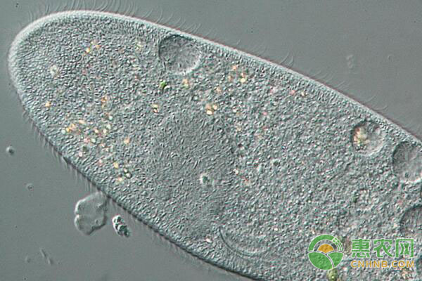 鱼粮可以自己做吗?宠物鱼鱼粮自制技巧-图片版权归惠农网所有
