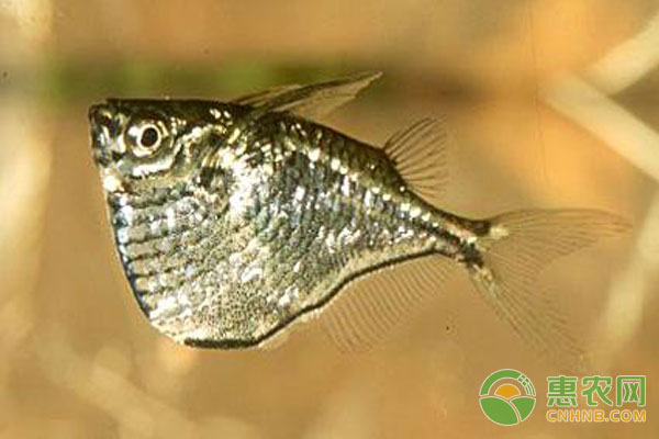 阴阳燕子灯鱼及喷点燕子鱼的饲养技巧-图片版权归惠农网所有