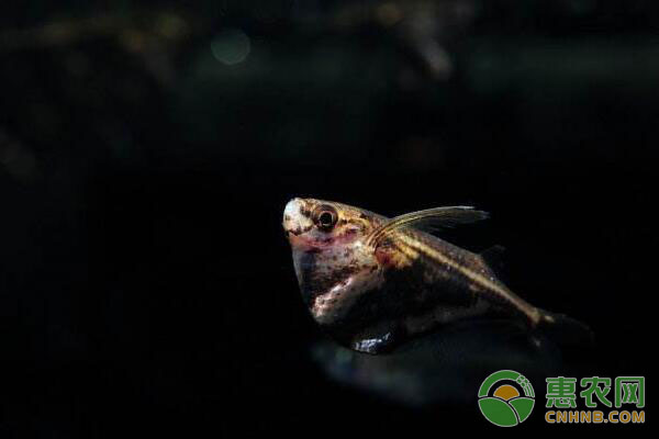 阴阳燕子灯鱼及喷点燕子鱼的饲养技巧-图片版权归惠农网所有