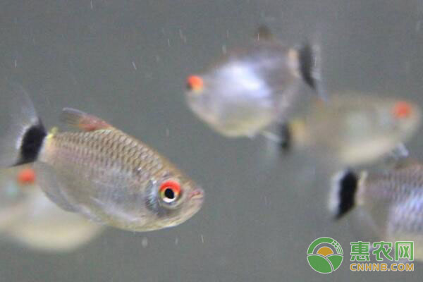 银屏灯鱼及红鼻剪刀鱼的饲养技巧-图片版权归惠农网所有