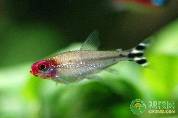 银屏灯鱼及红鼻剪刀鱼的饲养技巧-图片版权归惠农网所有
