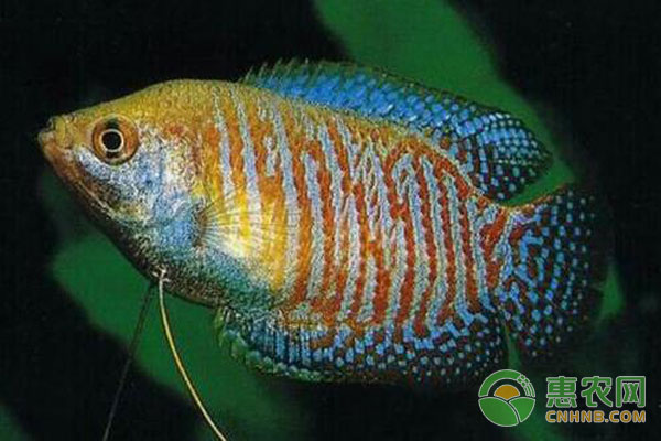 新手养鱼养不活?这三种宠物鱼来救你!-图片版权归惠农网所有