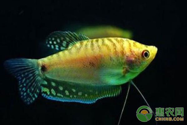 新手养鱼养不活?这三种宠物鱼来救你!-图片版权归惠农网所有