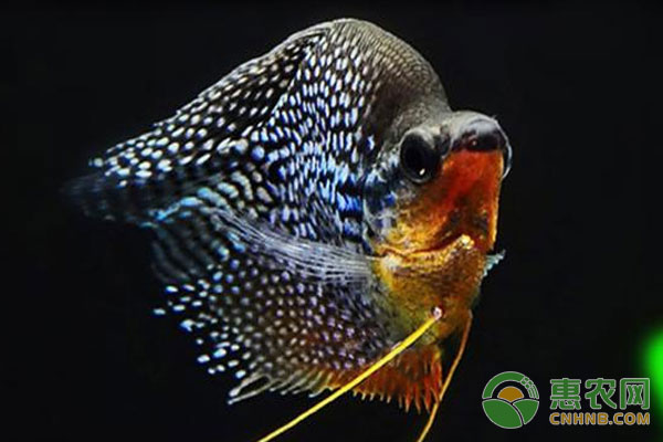 新手养鱼养不活?这三种宠物鱼来救你!-图片版权归惠农网所有