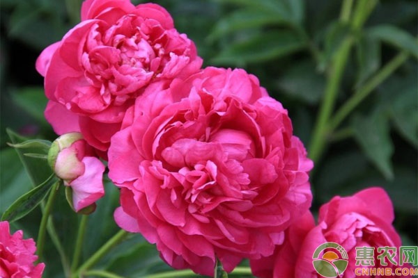 牡丹冬季可以养在室外吗？牡丹冬季怎样防寒？-图片版权归惠农网所有