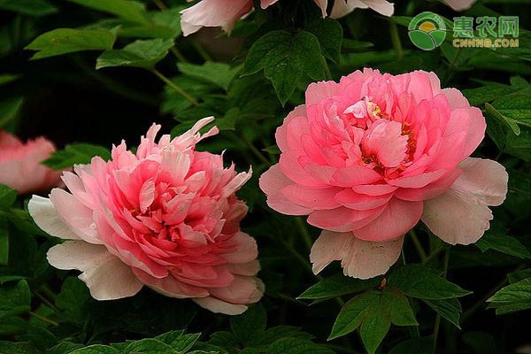 牡丹冬季可以养在室外吗？牡丹冬季怎样防寒？-图片版权归惠农网所有