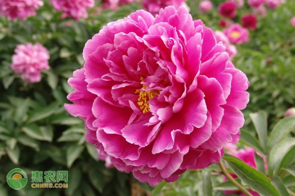 牡丹冬季可以养在室外吗？牡丹冬季怎样防寒？-图片版权归惠农网所有