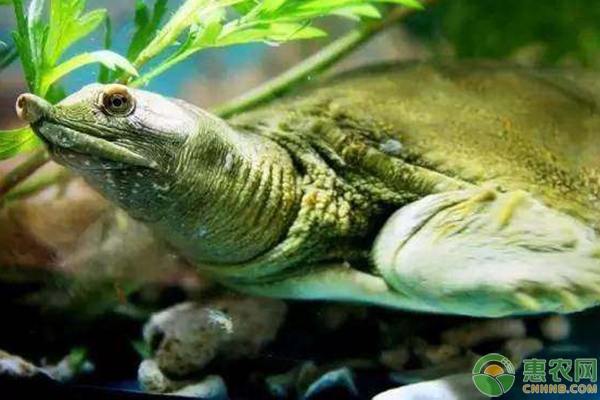 甲鱼蛋怎么孵化？教您自制甲鱼孵化箱，轻松孵化甲鱼-图片版权归惠农网所有