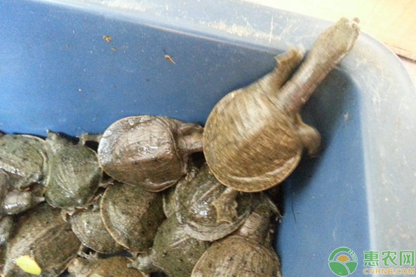 甲鱼蛋怎么孵化？教您自制甲鱼孵化箱，轻松孵化甲鱼-图片版权归惠农网所有