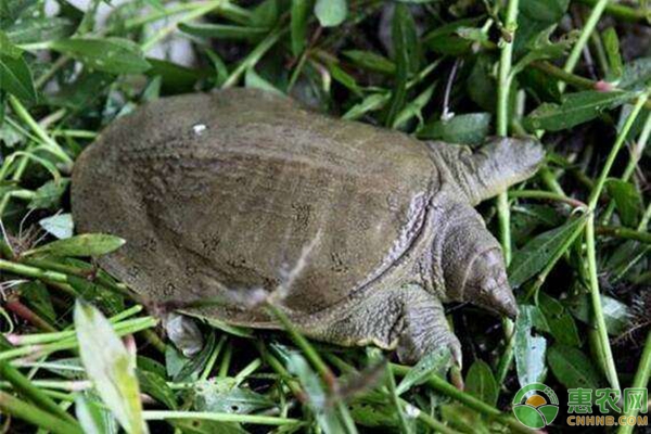 甲鱼蛋怎么孵化？教您自制甲鱼孵化箱，轻松孵化甲鱼-图片版权归惠农网所有