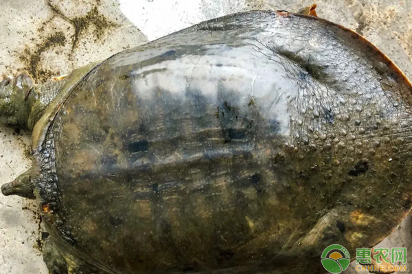 甲鱼吃什么饵料？甲鱼池塘怎么建？-图片版权归惠农网所有