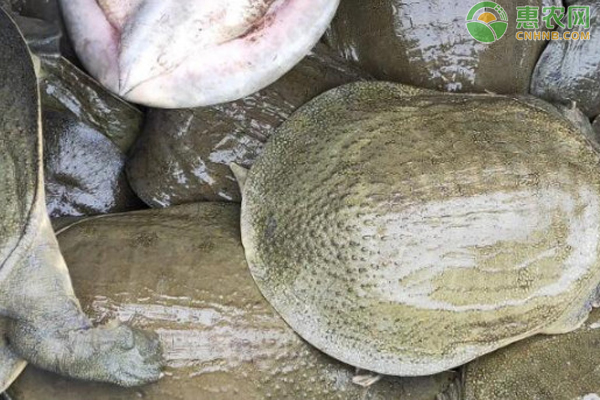 甲鱼吃什么饵料？甲鱼池塘怎么建？-图片版权归惠农网所有