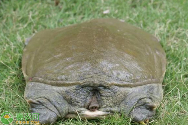 甲鱼吃什么饵料？甲鱼池塘怎么建？-图片版权归惠农网所有